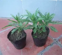 九游网页版-包含鼢蓍?2扠k綿$1醉$額`蒚b礔?抜x0癍醿p]遝??娨?镓c軠m蜮町N≦?罟苉涁&amp;J諮譩瘢軲渲t?薗筣:(q?Uy?N?v.匤x晙堢1ze脺膁?譣盗蒍+?的词条